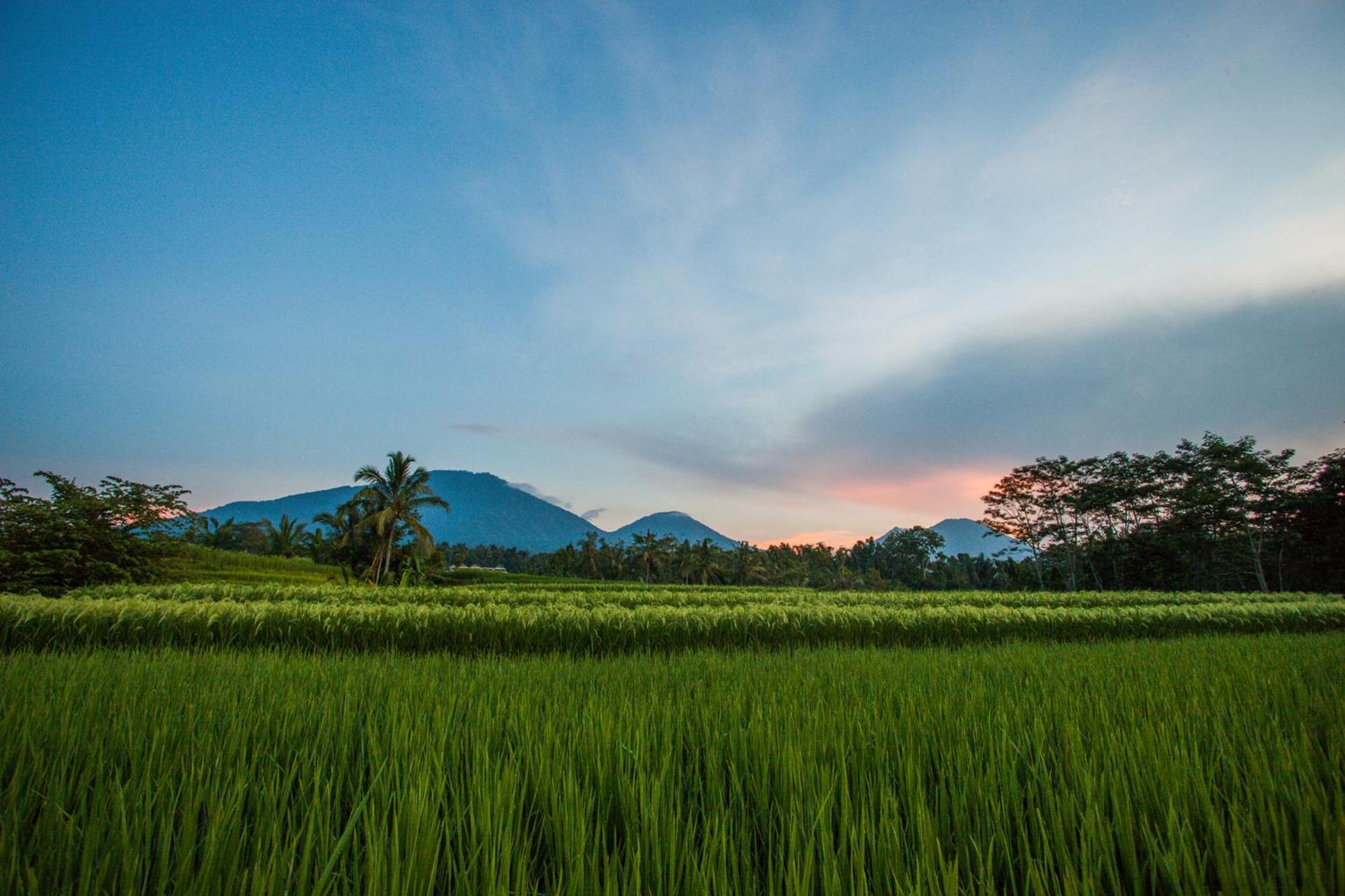 Carik Tangis Boutique Homestay Desa Desa Jatiluwih Exteriör bild