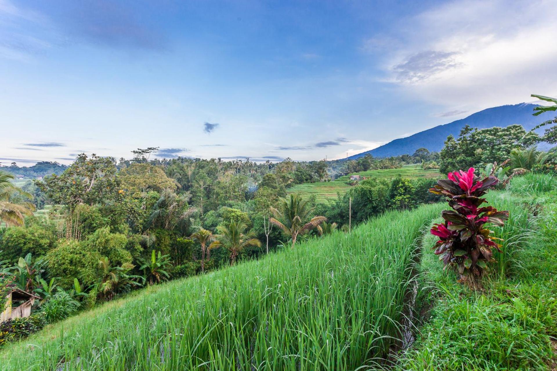 Carik Tangis Boutique Homestay Desa Desa Jatiluwih Exteriör bild