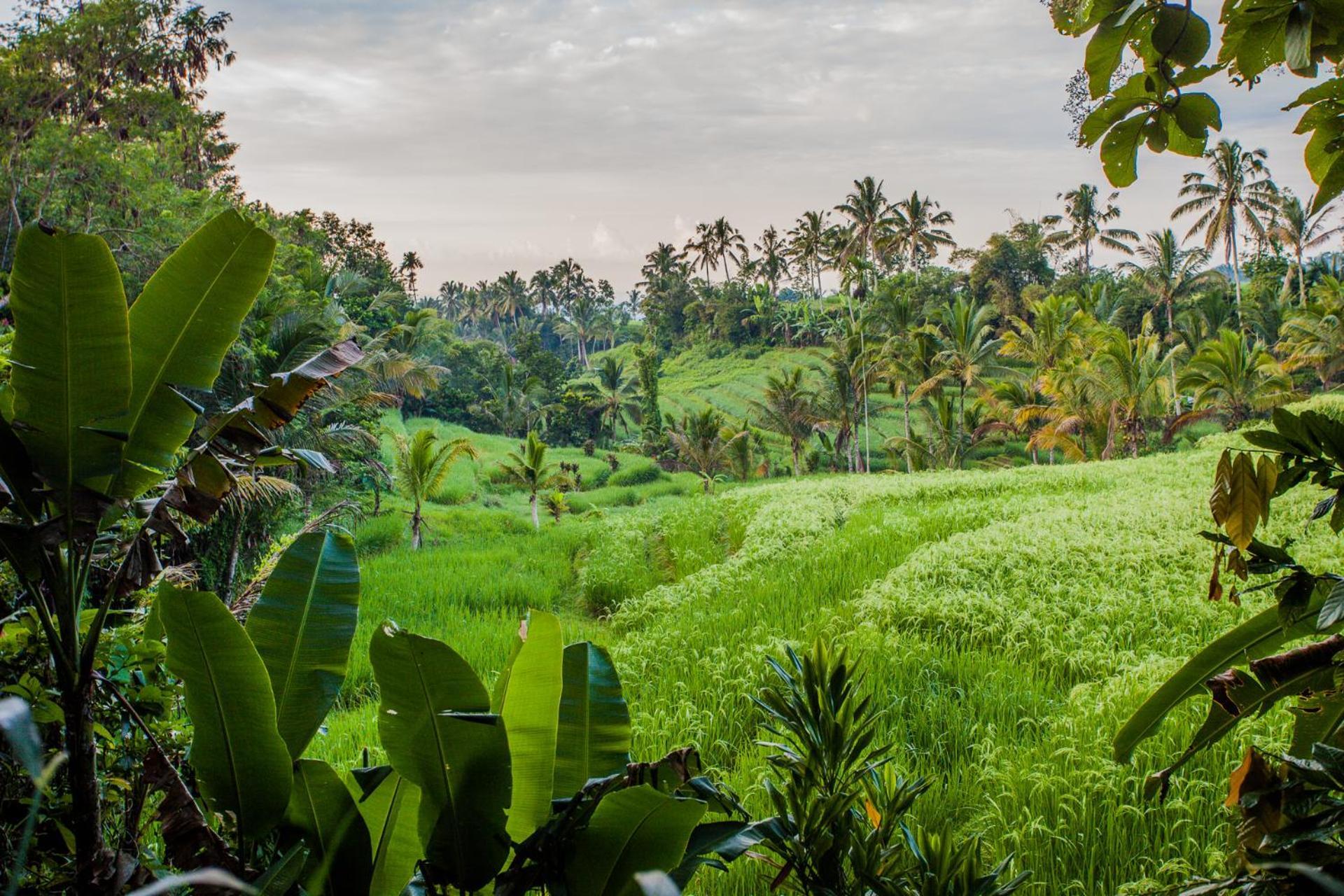 Carik Tangis Boutique Homestay Desa Desa Jatiluwih Exteriör bild